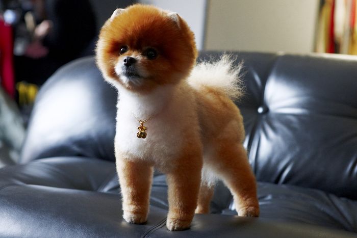 Tito the Pom, el perro modelo de Tous