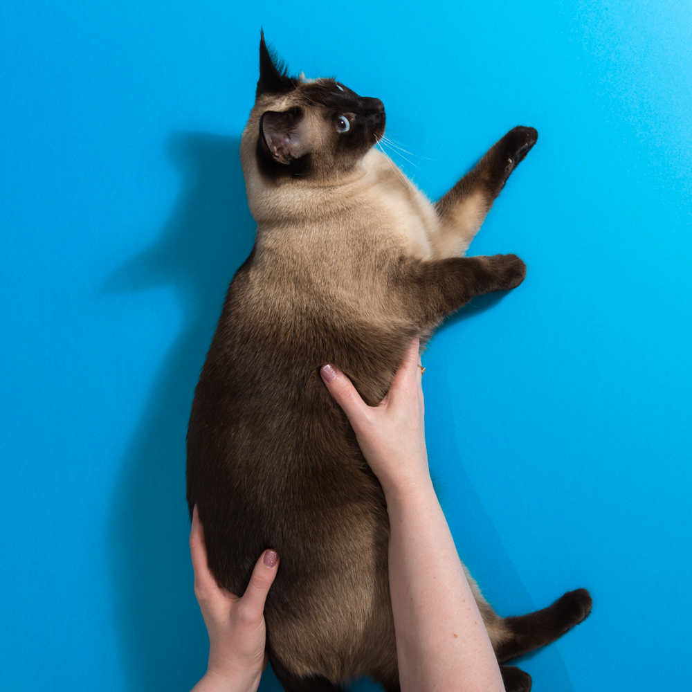 Cat People, la revista anual que celebra la obsesión por los gatos