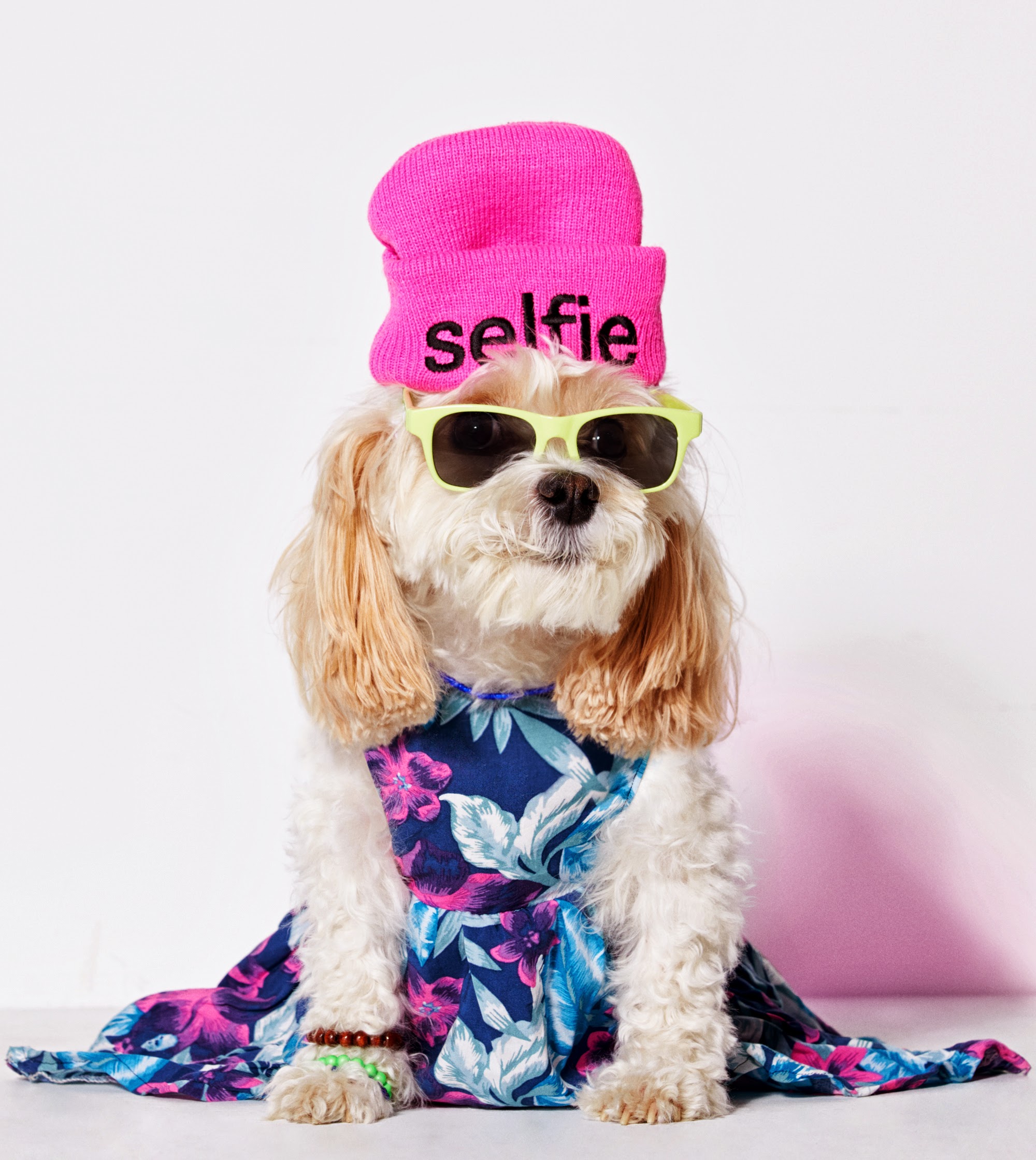 American Beagle Outfitters, la línea de ropa para perros que comenzó como una broma