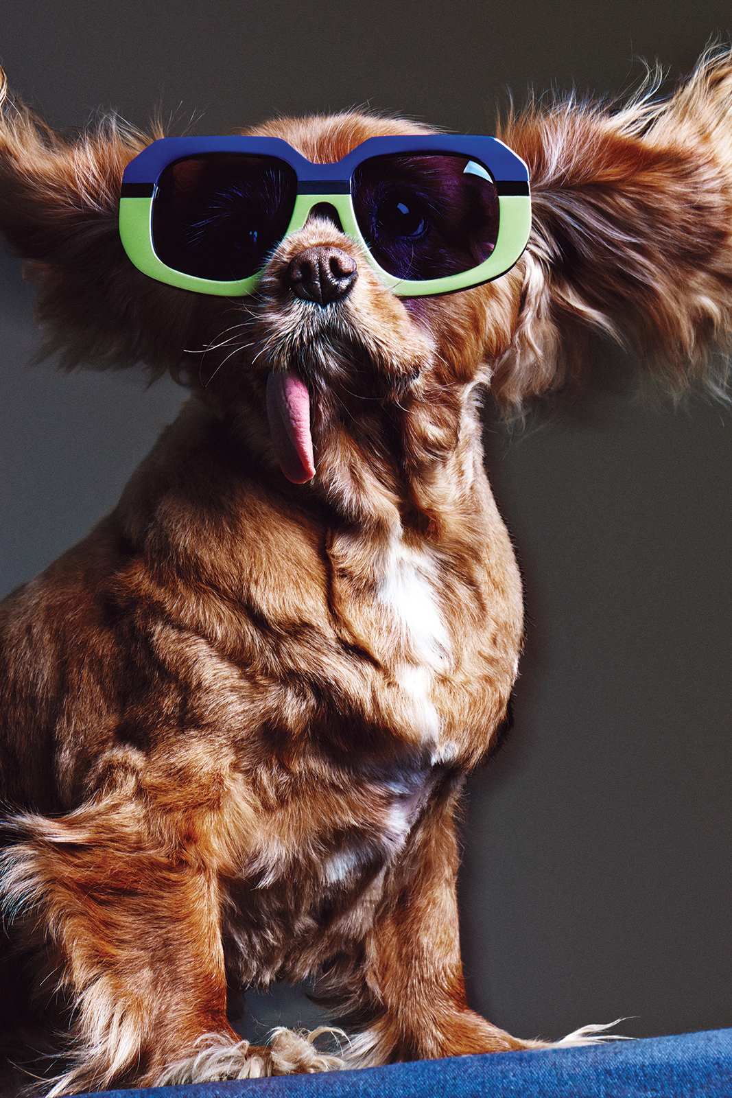 Toast, el perrito más famoso de Instagram, es ahora rostro de la nueva colección de Karen Walker