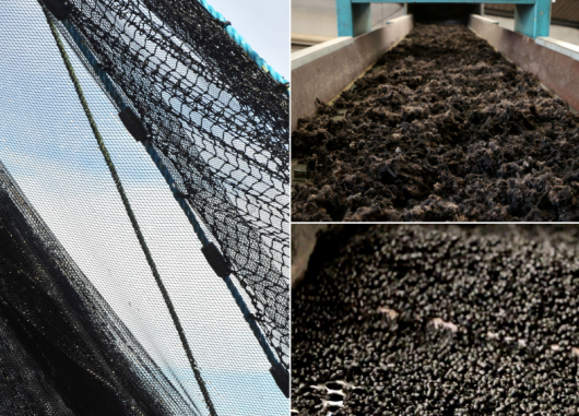 Karün y Bureo presentan la primera línea de anteojos reciclados hechos a partir de redes de pesca
