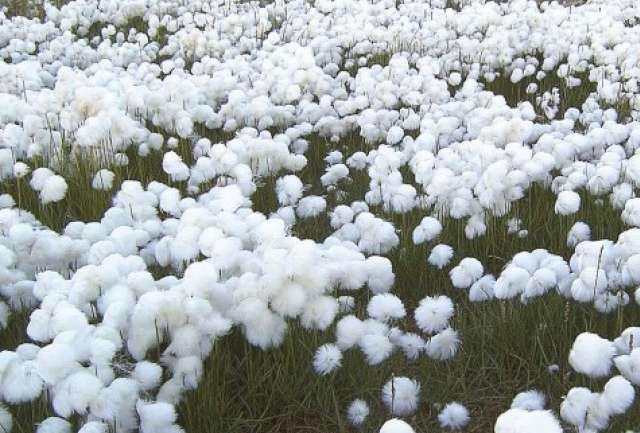 Usuarios de algodón, beware
